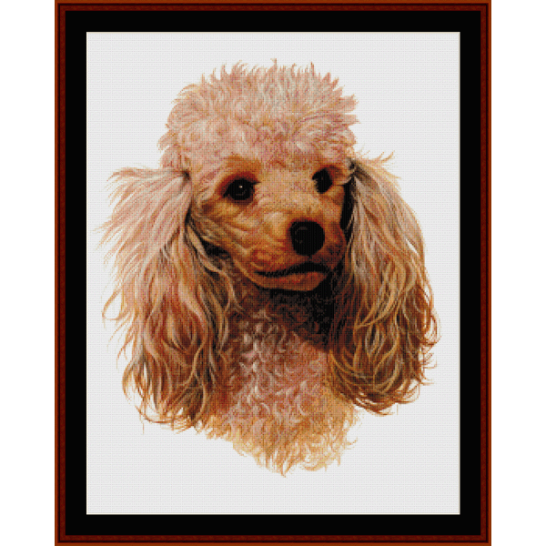 Poodle, Honey pdf cross stitch pattern
