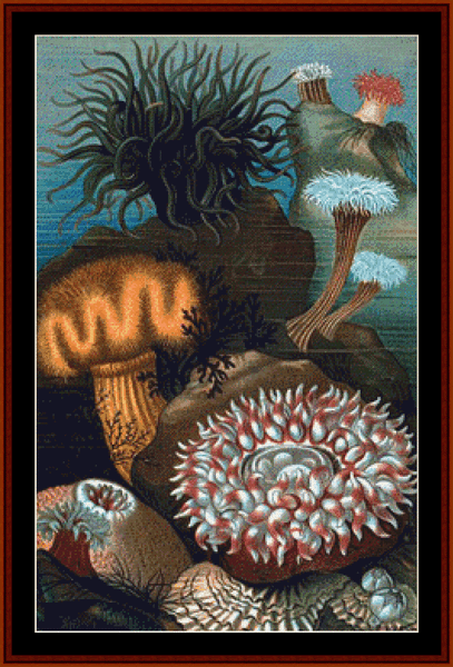 Sea Anemones pdf cross stitch pattern