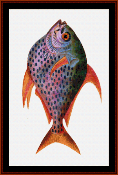 Kingfish - Wildlife pdf cross stitch pattern
