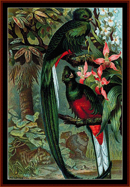 Replendent Trogon pdf cross stitch pattern