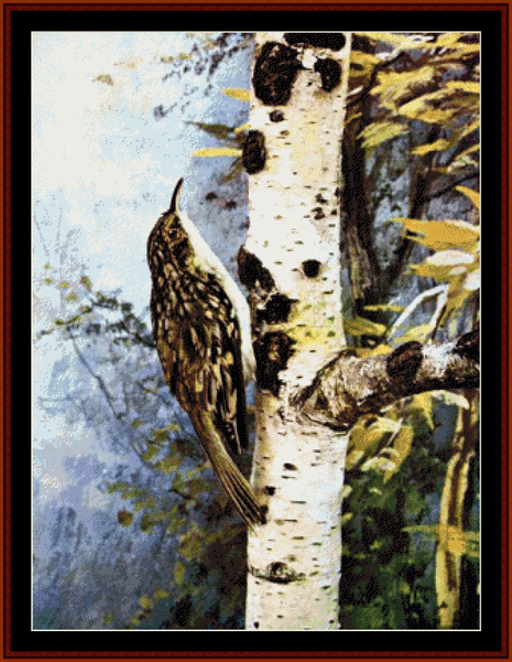 Brown Creeper pdf cross stitch pattern